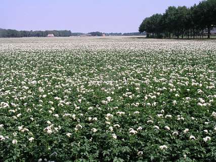 Aardappelveld