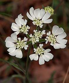 2: Vallon_Pont_dArc_120508_0959