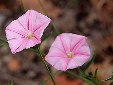 3: Vallon_Pont_dArc_120508_1000