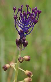 5: Vallon_Pont_dArc_120508_1013