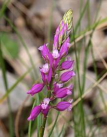 6: Vallon_Pont_dArc_120508_1016