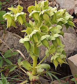 7: Vallon_Pont_dArc_120508_1017