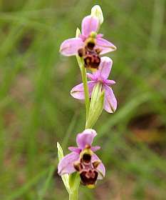 10: Vallon_Pont_dArc_120508_1026A