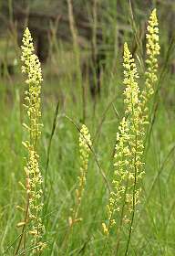 11: Vallon_Pont_dArc_120508_1030