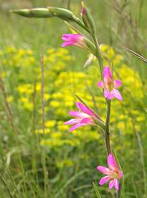 13: Vallon_Pont_dArc_120508_1033