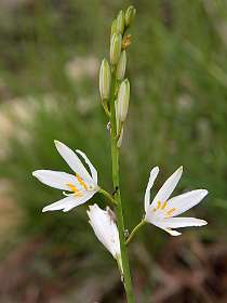 17: Vallon_Pont_dArc_120508_1129