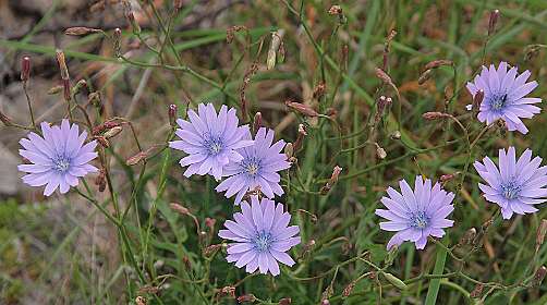 19: Vallon_Pont_dArc_120508_1154