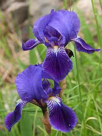 22: Vallon_Pont_dArc_120508_1202