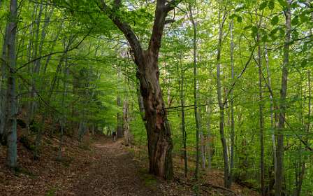 7: 170509110236Brion-HDR