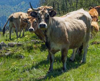 15: 170509121030Brion