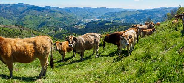 16: 170509121109Brion-Pano