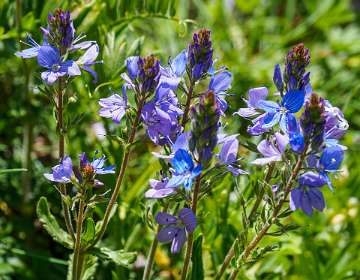 27: 170509124905Brion<br>Veronica /Ereprijs