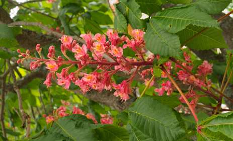 8: 170507150725naamloos<br>Kastanje bloesem