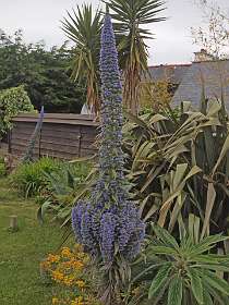 8: 2009 05 24_0618<br>Echium