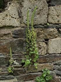 11: 2009 05 27_0737<br>Umbicullus