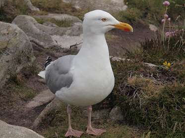 9: 2009 05 18_0277<br>Hij wil mee lunchen