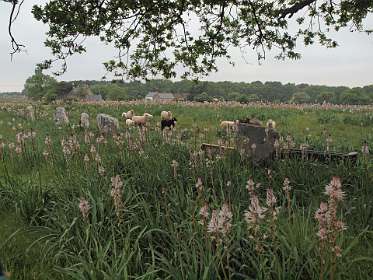 3: 2009 05 12_0037<br>Affodils