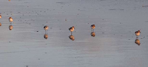 19: 10 15 05_0608<br>Drieteenstrandlopers