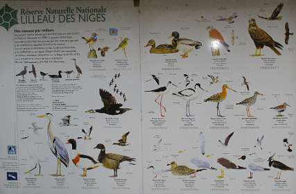 Vogels in het Lilleauu des Niges