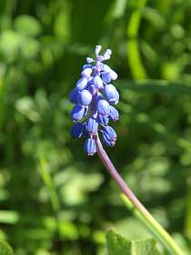 3: Les_Bondonst_120514_03<br>Blauw druifje