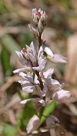 7: Les_Bondonst_120514_07