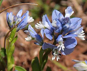 8: Les_Bondonst_120514_08