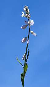 10: Les_Bondonst_120514_10