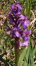 11: Les_Bondonst_120514_12