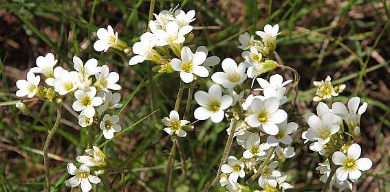 13: Les_Bondonst_120514_14