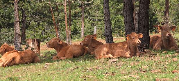 18: Les_Bondonst_120514_19