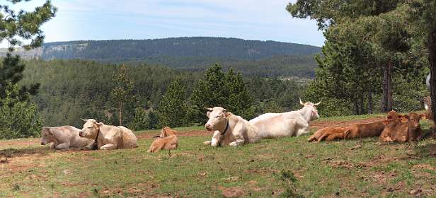 19: Les_Bondonst_120514_20