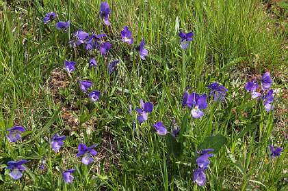 3: Mas_Camargues_120515_04<br>Viooltjes