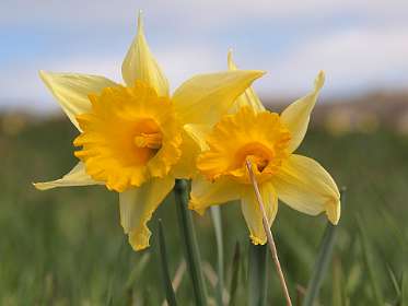 5: Mas_Camargues_120515_06<br>Wilde Narcissen