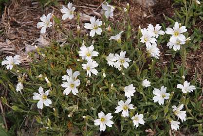 9: Mas_Camargues_120515_10<br>Akkerhoornbloem