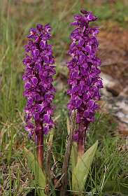 6: Hospitalet_120517_06<br>Orchissen