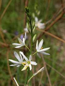 8: Navacelles_120519_07<br>Lelie