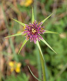 10: Navacelles_120519_09<br>Morgenster