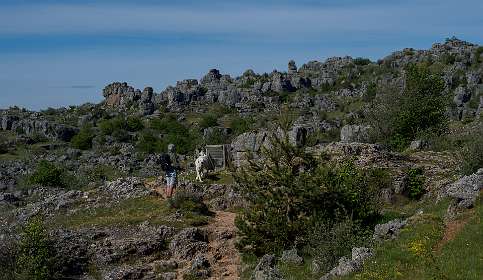 3: 170529101607Nimes-Le-Vieux<br>De bewaker van de kudde probeert Hetty te verjagen