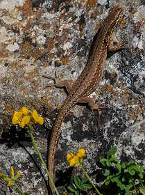 15: 170529110313Nimes-Le-Vieux