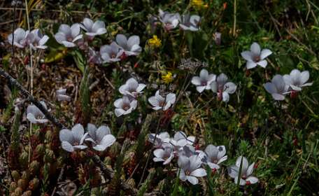 32: 170529115720Nimes-Le-Vieux