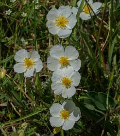 41: 170529120727Nimes-Le-Vieux