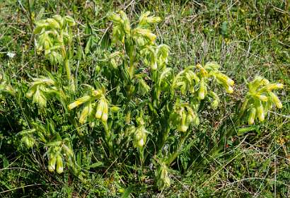16: 170526115153naamloos<br>Ligurische Gouddruppel / Onosmafastigiata