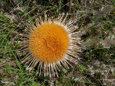 17: 170526115321naamloos<br>Cardabelle