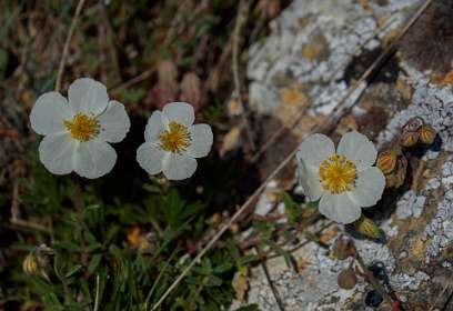 20: 170526120802naamloos<br>Rots roosje