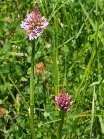 31: 170526135912naamloos<br>Orchis