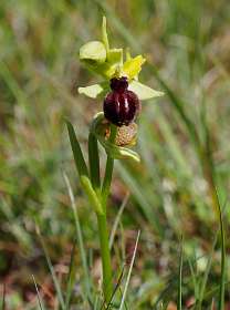 Bijen-orchis /  Ophrys apifera Huds]