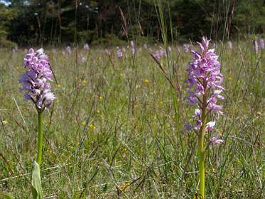 We kwamen langs een veld met bijzondere  Orchideeën
