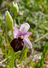 Bijen-orchis /  Ophrys apifera Huds]