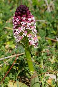 14: 170521114931Bruel<br> Aangebrande orchis / Neotina ustulata