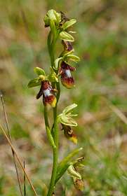 15: 170521120151Bruel<br> Bijen-orchis /  Ophrys apifera Huds]